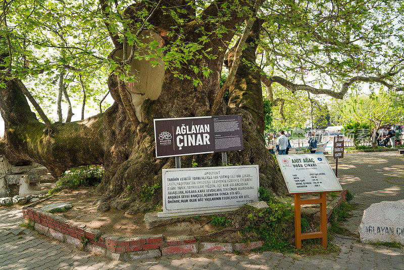 哭泣的梧桐树(Aglayan Cinar)。村子里的一棵大树。